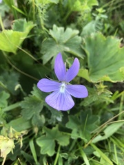 Viola cornuta
