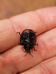 Conchyloctenia hepatica