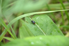 Cryptocephalus biguttatus