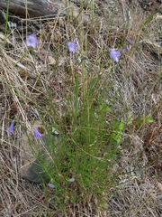 Campanula rotundifolia