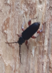 Tetropium castaneum