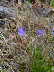 Campanula rotundifolia