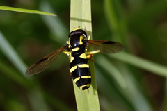 Xanthogramma pedissequum