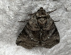 Abrostola urentis