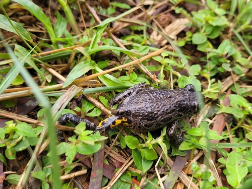 Ivory Coast Running Frog, Kassina arboricola