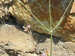 Chaenorhinum serpyllifolium