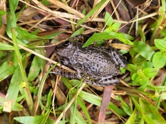 Ivory Coast Running Frog photo 3