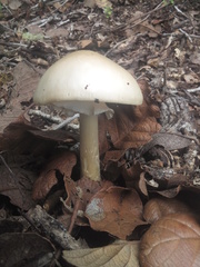 Amanita arocheae