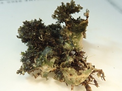 Sticta canariensis