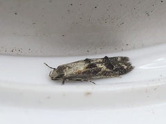 Blastodacna atra
