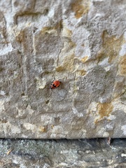 Pyrrhocoris apterus