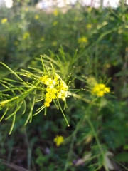 Sisymbrium loeselii