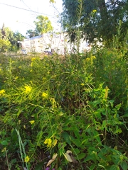 Sisymbrium loeselii