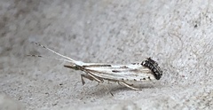 Plutella porrectella