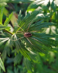 Phalangium opilio
