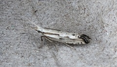 Plutella porrectella