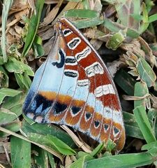 Charaxes brutus natalensis