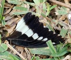 Charaxes brutus natalensis