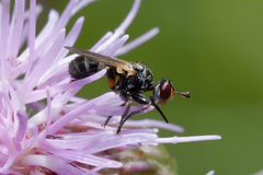 Thecophora