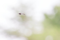 Somatochlora tenebrosa