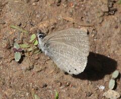 Pseudonacaduba sichela sichela