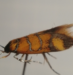 Promalactis procerella