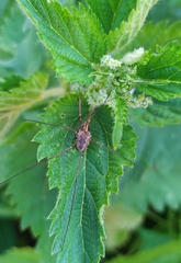 Phalangium opilio