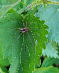 Phalangium opilio
