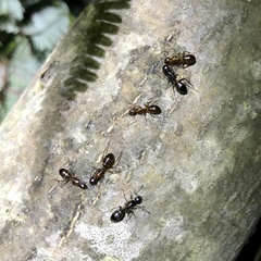 Camponotus kiusiuensis