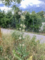 Dipsacus laciniatus