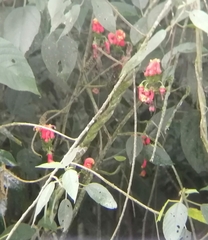 Centropogon granulosus