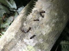 Camponotus kiusiuensis