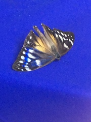 Morpho aega