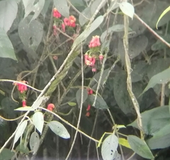 Centropogon granulosus