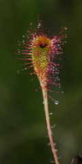 Drosera linearis × rotundifolia