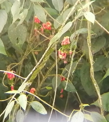 Centropogon granulosus