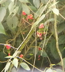 Centropogon granulosus