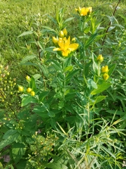 Hypericum ascyron