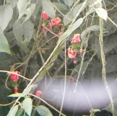 Centropogon granulosus