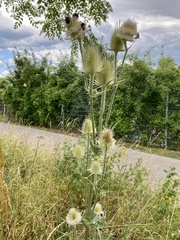 Dipsacus laciniatus