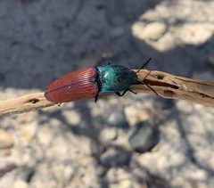 Chalcolepidius rubripennis