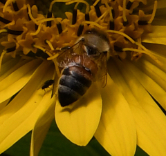 Apis mellifera