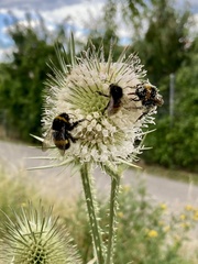 Dipsacus laciniatus