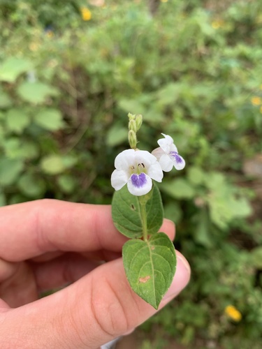 Asystasia gangetica subsp. micrantha image