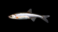 Notropis percobromus