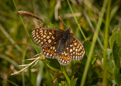 Euphydryas aurinia debilis