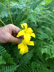 Lilium parryi