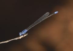 Archibasis oscillans