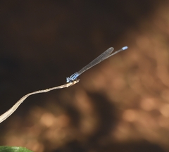 Archibasis oscillans