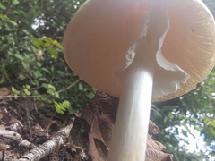 Amanita arocheae